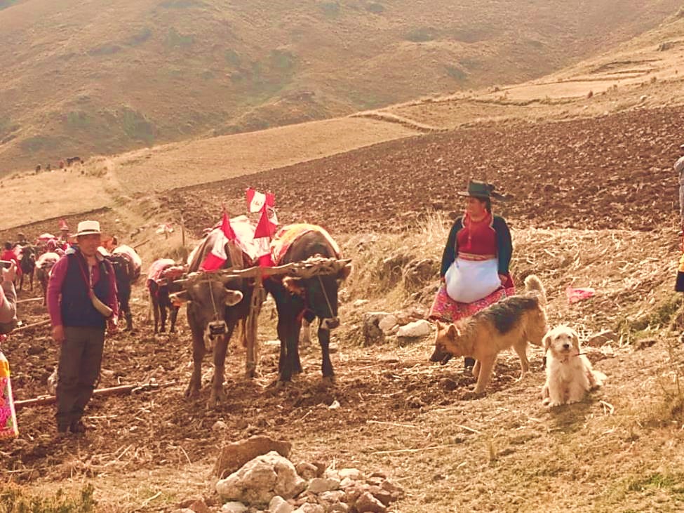 Explora Festividad La Rayada De San Juan De  Jarpa, un lugar turístico en SAN JUAN DE JARPA, Junín. Descubre su ubicación, altitud, y las actividades que ofrece.