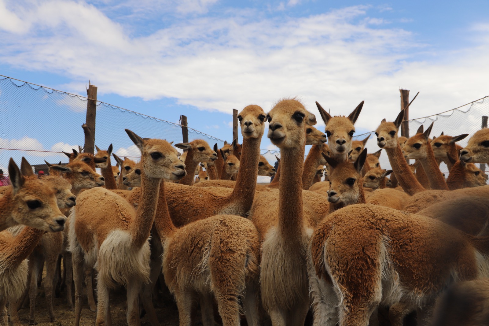 Explora Reserva De Vicuñas En Tarhuiyocc, un lugar turístico en ACOCRO, Ayacucho. Descubre su ubicación, altitud, y las actividades que ofrece.