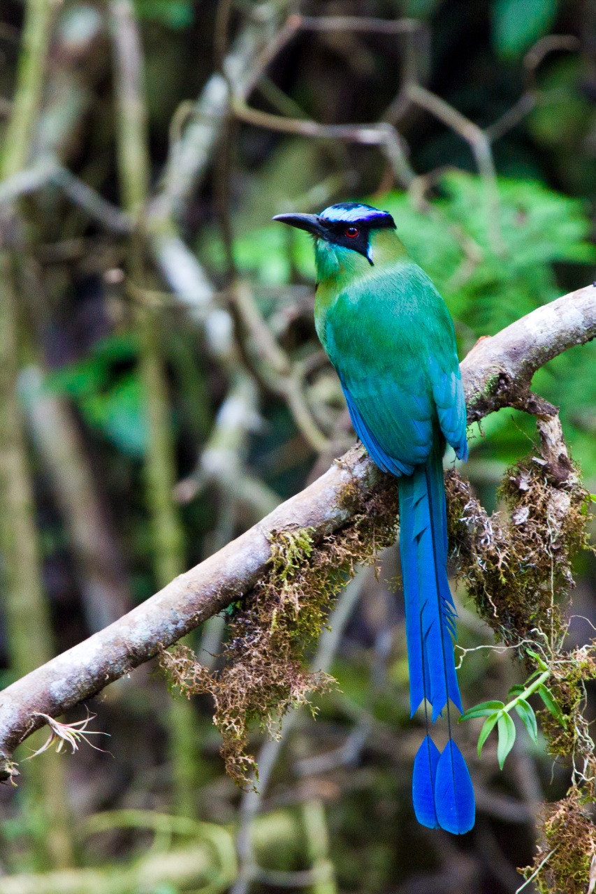 Explora Parque Nacional Yanachaga Chemillén - Zona San Alberto, un lugar turístico en OXAPAMPA, Pasco. Descubre su ubicación, altitud, y las actividades que ofrece.