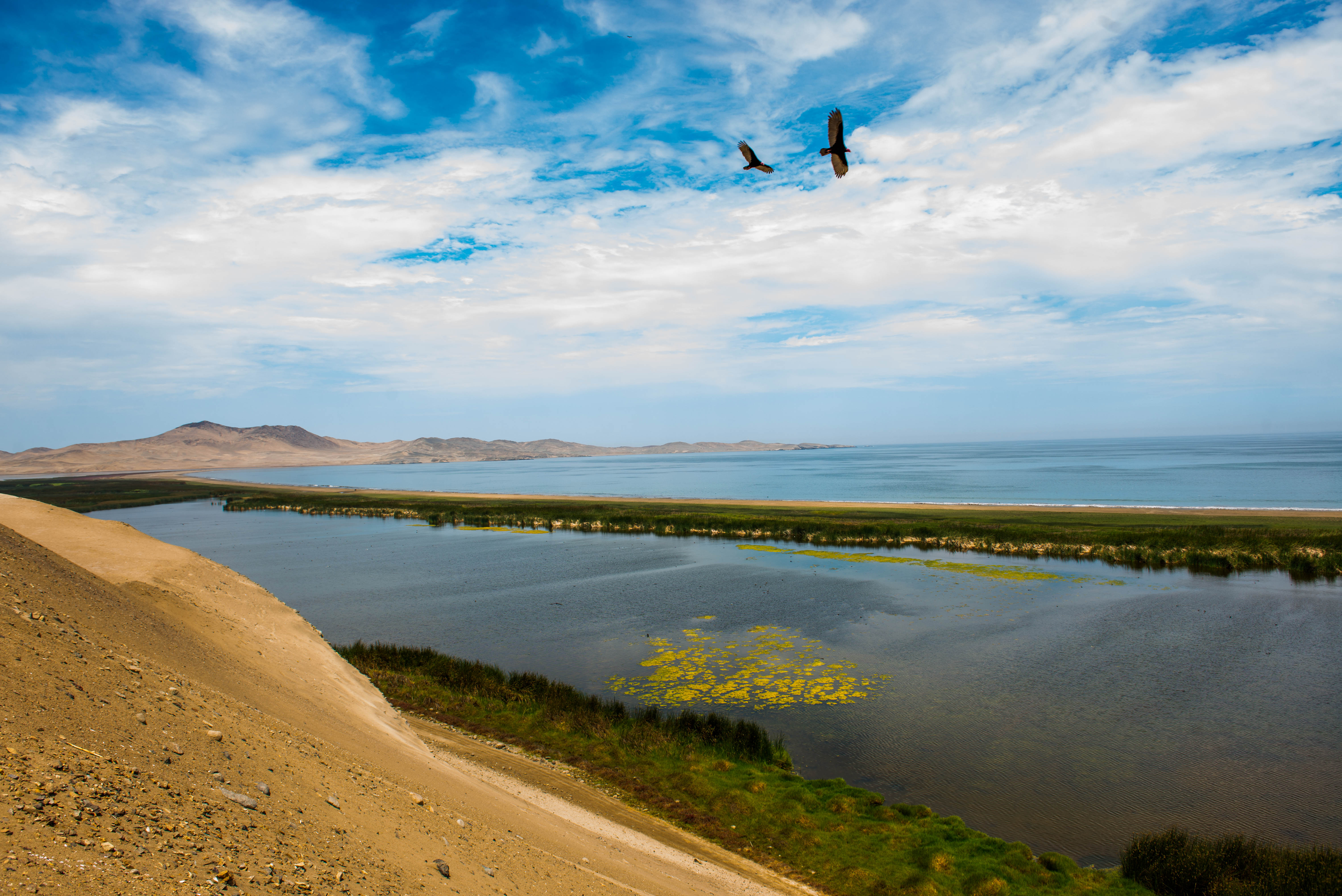 Explora Albúfera El Paraíso, un lugar turístico en HUACHO, Lima. Descubre su ubicación, altitud, y las actividades que ofrece.
