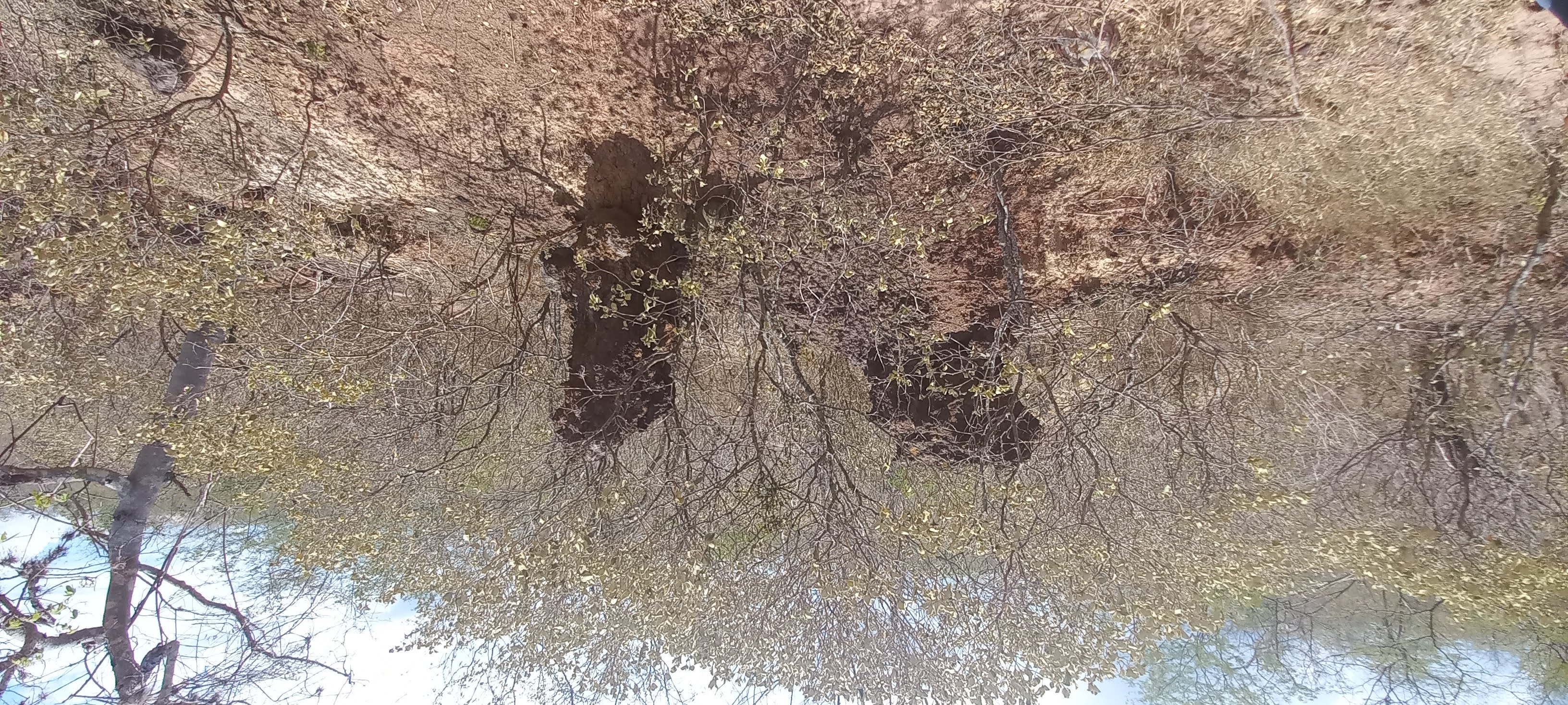 Explora Sitio Arqueológico Y Paleontológico De Quebrada Seca Alta, un lugar turístico en BAGUA GRANDE, Amazonas. Descubre su ubicación, altitud, y las actividades que ofrece.